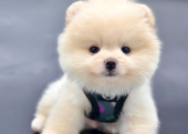 Beybi Feys Pomeranian Boo Yavrularlar